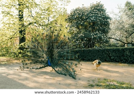 Similar – Image, Stock Photo Appearance in the garden