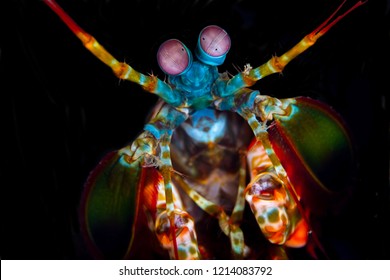 Peacock Mantis Shrimp