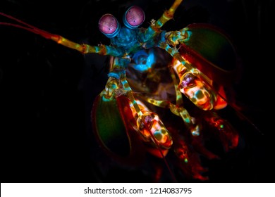 Peacock Mantis Shrimp