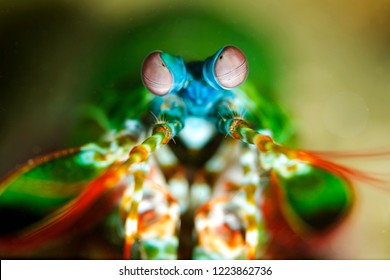 Peacock Mantis Shrimp
