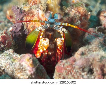 Peacock Mantis Shrimp