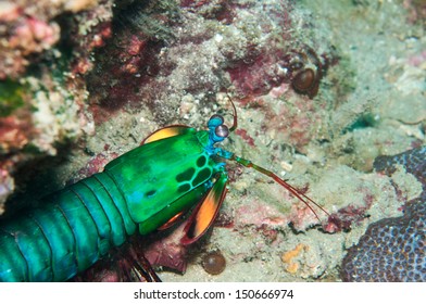 Peacock Mantis Shrimp