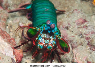 Peacock Mantis Shrimp