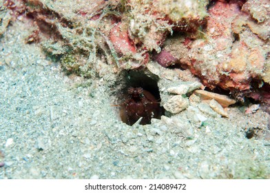 Peacock Mantis Shrimp