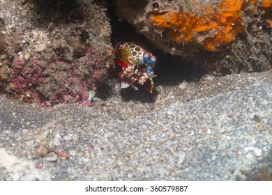 Peacock Mantis Shrimp