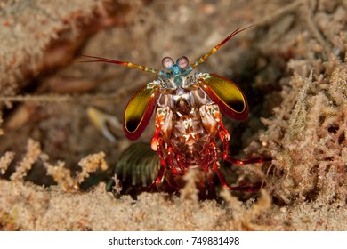 Peacock Mantis Shrimp