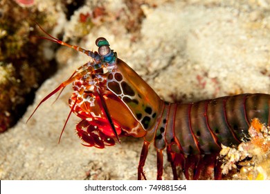 Peacock Mantis Shrimp