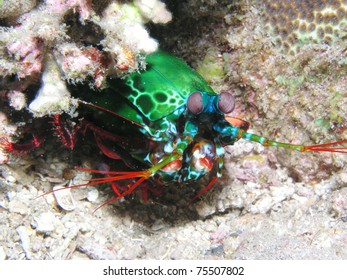 Peacock Mantis Shrimp