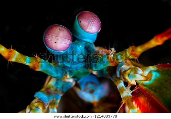 Peacock mantis\
shrimp