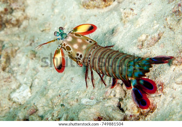 Peacock Mantis\
shrimp