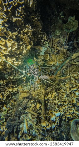 Similar – Image, Stock Photo Exotic mantis shrimp or Stomatopoda and crabs in metal basin displayed at a local seafood market in Kampot Cambodia