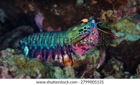 Peacock mantis shrimp guarding eggs on a coral reef in Anilao Philippines