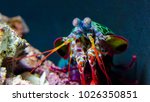 Peacock Mantis Shrimp investigating its tank