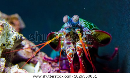 Peacock Mantis Shrimp investigating its tank