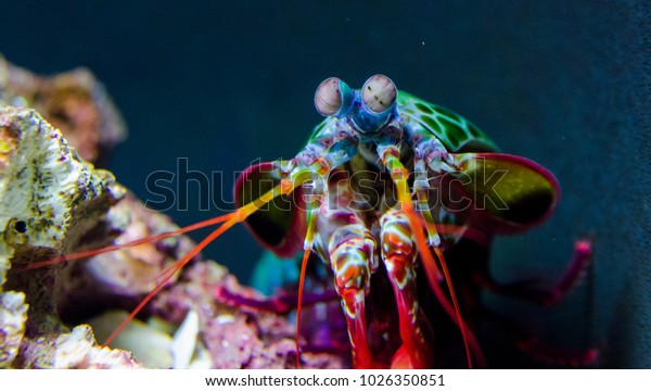 Peacock Mantis\
Shrimp investigating its\
tank