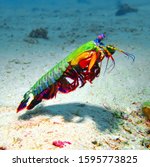 Peacock Mantis Shrimp is a large mantis shrimp native to the Indo-Pacific from Guam to East Africa.