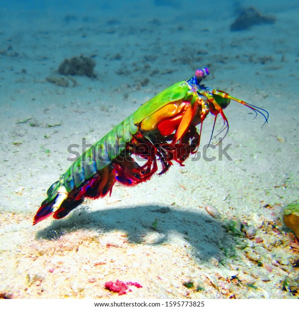 Peacock Mantis Shrimp is a\
large mantis shrimp native to the Indo-Pacific from Guam to East\
Africa.