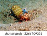 Peacock mantis shrimp (Odontodactylus scyllarus) on the sandy seabed. Underwater macro photography, colorful tropical shrimp in the ocean. Marine life in the warm sea.