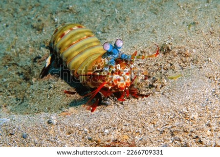 Peacock mantis shrimp (Odontodactylus scyllarus) on the sandy seabed. Underwater macro photography, colorful tropical shrimp in the ocean. Marine life in the warm sea.