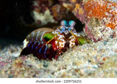 mantis shrimp punch slow motion