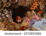 Peacock mantis shrimp, painted mantis shrimp, clown mantis shrimp or rainbow mantis shrimp (Odontodactylus scyllarus) Komodo, Indonesian