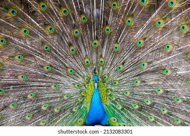 A Peacock In The Mating Dance