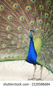 Peacock Mating Display, closeup in portrait mode