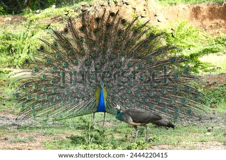 Peacock mating ritual :male peacock trying to impress female peahen 