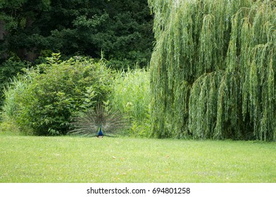 Peacock next to a willow tree