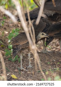 Peacock offspring foraging with its mother at Yala national park.