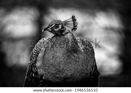 Similar – Image, Stock Photo the crow Beautiful Zoo