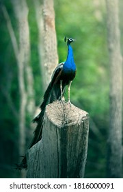 A Peacock On A Half Cut Tree