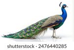peacock on isolated background with high detailing