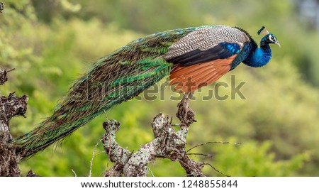 Peacock on the tree. Portrait of beautiful peacock. The Indian peafowl or blue peafowl (Pavo cristatus). Natural Habitat. Sri Lankan.