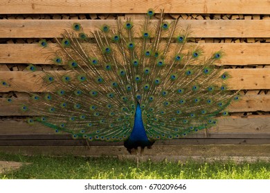 Peacock with open tail