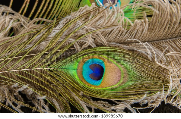 peacock and ostrich feathers