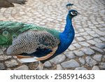 Peacock in the park of Decin castle. This photo has been taken in Decin, Czech Republic, January 2025