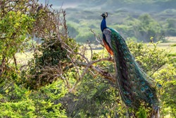 Peacock Or Pavo Cristatus