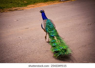 A peacock (Pavo cristatus) displaying vibrant, colorful feathers in full fan. The intricate eye patterns in the plumage create a captivating display, with selective focus on the feathers. - Powered by Shutterstock