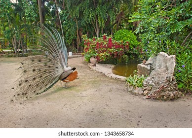 Peacock (Pavo cristatus) spreading its feathers in Ardastra Gardens in Nassau, Bahamas - Shutterstock ID 1343658734