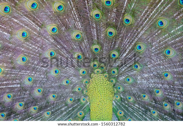 Peacock Peafowl Open Tail Beautiful Representative Stock Photo (Edit