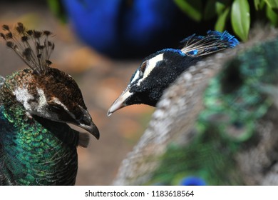 A peacock and peahen looking lovingly at one another