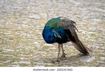 Peacock. Portrait Of The Bird. Negative Space.