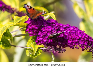 5,139 Black admiral butterflies Images, Stock Photos & Vectors ...