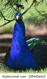 Peacock Roosting Under Tree Stock Photo 1094436413 | Shutterstock