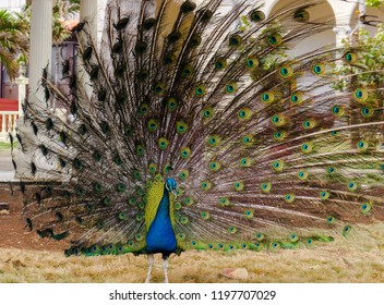 Peacock With Ruffled Feathers