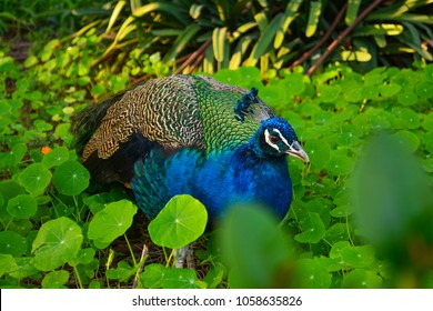 Peacock In The San Anton Gardens, Malta