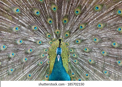 7,220 Beautiful Peacock Spread Images, Stock Photos & Vectors ...