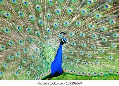 Peacock showing off colorful feathers