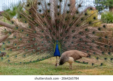 Peacock showing off feathers in the wild